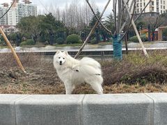 -PETKIT小佩宠物(古北店)