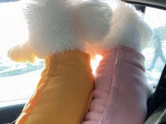 -关爱宠物医院·猫科中心·消化科(滨湖万达分院)