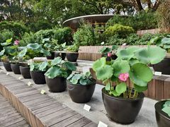 -云溪植物园