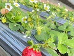 -甜心庄园·甜心草莓采摘园(西青中北店)