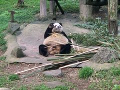 -都江堰中华大熊猫苑