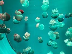 -广州海洋馆