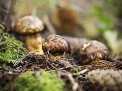 -麦园农庄·西江河鲜