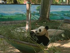 -上海野生动物园