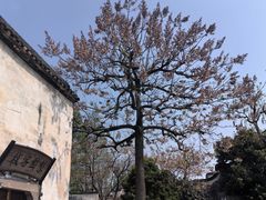 -乌镇景区