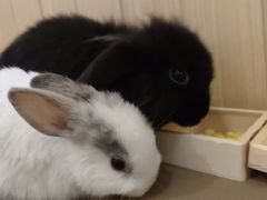 -猫猫幼稚园·撸猫·桌游·电玩