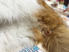 -纳吉亚猫专科动物诊疗中心(蒋宅口分院)