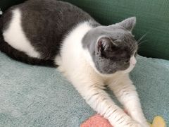 -萌兽医馆·宠物医院·猫骨科(创景店)