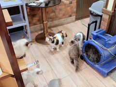 -more than meow吴止猫主题餐厅(承德 中船汇店)