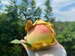 -南汇水蜜桃采摘(大团店)