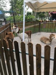 -萌宠亲子动物乐园(槐房万达店)