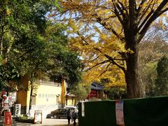 -灵谷景区