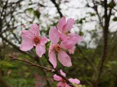 -天适樱花悠乐园