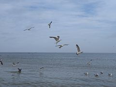 -海驴岛(荣成市)
