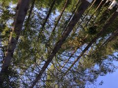 -黄海国家森林公园