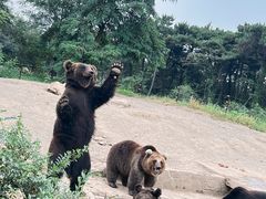 -沈阳森林动物园