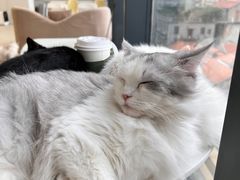 -怪兽屋·羊驼·猫咖·狗咖(俊华广场店)