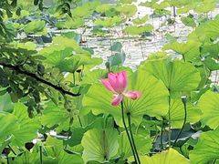景点-朝阳公园