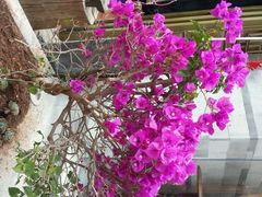 android_upload_pic-南诏风情岛