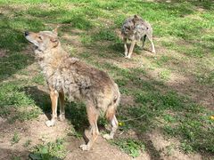 -大连森林动物园