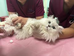 -北京观赏动物医院·24小时大型综合·猫专科·异宠专科