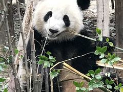 景点-成都大熊猫繁育研究基地