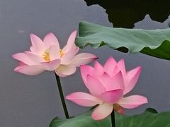 -荔湾湖公园