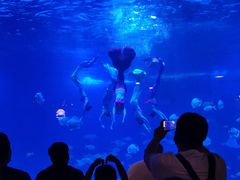 -烟台海昌鲸鲨海洋公园