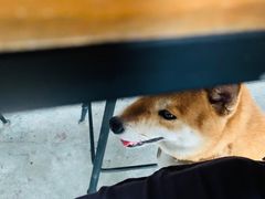-柴犬高等学院·狗咖·柴犬售卖·宠物训练