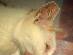 -创凡宠物医院·骨专科  猫科中心(西乡分院)