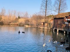 -溱湖国家湿地公园