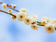 -香雪海