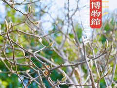 -金沙遗址博物馆