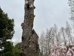 -上海滨江森林公园