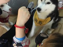 海参-Husky Go! 哈士奇体验馆·宠物咖啡厅狗咖