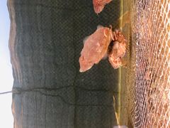 -蓝湾碧波·老字号·疍家非遗海上餐厅