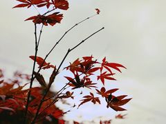 -广州市帽峰山景区