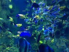 -烟台海昌鲸鲨海洋公园