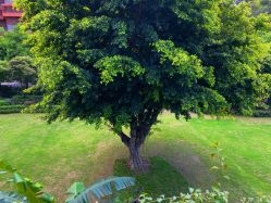 -成都世外桃源酒店-宴会厅·草坪婚礼·会议活动