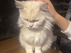 -猫猫幼稚园·撸猫·桌游·电玩