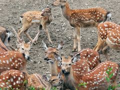 -沈阳森林动物园