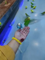 -未来动物城动物主题公园(大悦城店)