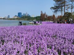 -顺峰山公园
