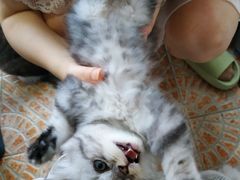 -艾吉宠物医院·疑难杂症转诊中心·猫友好(碧江路院)