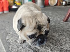 -两棵树馄饨店(渔梁住保小区店)