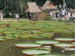 -中国科学院西双版纳热带植物园