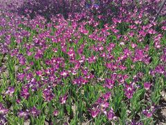 -长春公园(普阳街道)