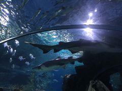 -暹罗海洋世界