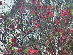 -南国桃园旅游度假区