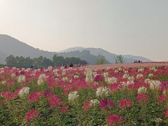 -径山花海